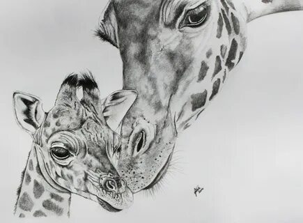 Realistic Giraffe Head Drawing - Draw Sketch Out
