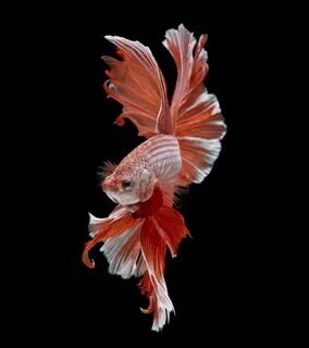 red-big-fin-betta-fish-1.jpg.653x0_q80_crop-smart - Wide Ope