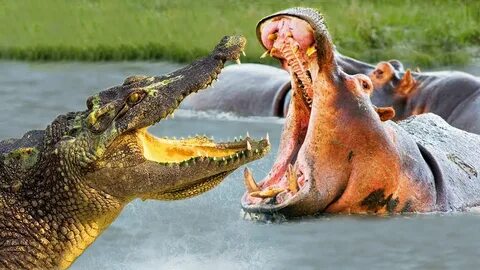 Crocodile vs Hippo and The Unexpected Ending Poor Crocodile 