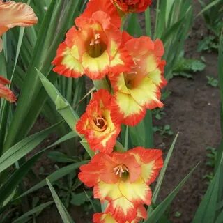"Princess Margaret Rose" Gladiolus, Margaret rose, Flowers