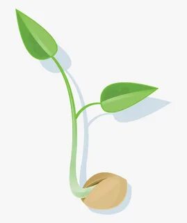 seed sprouting png - Clip Art Library
