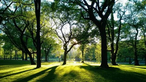 #556402 1920x1080 trees park grass wallpaper JPG 944 kB - Ra