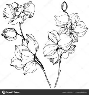 flower - Google Search Orchid illustration, Ink art, Orchid 