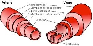 Venen Und Arterien Unterschied - Captions Update Trendy