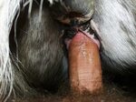 Animal Porn and Beastiality Image Board - Post 2212: female_