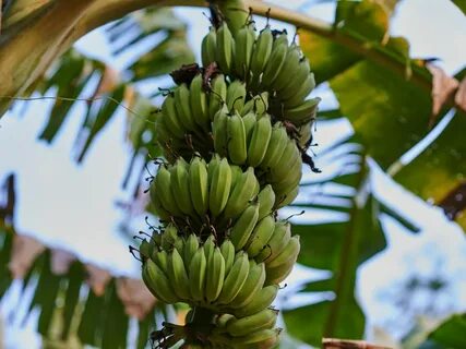 Décor Winter Solid Banana Musa basjoo Winter Hard Palm speci