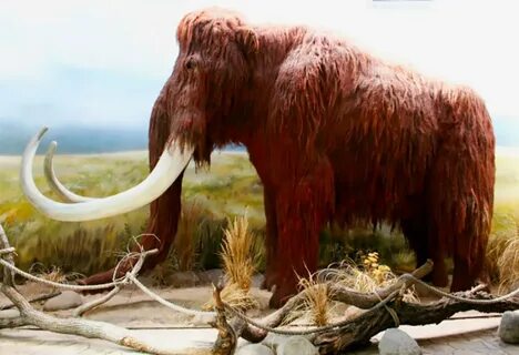 Animales de la prehistoria extintos y vivos Cinco Noticias