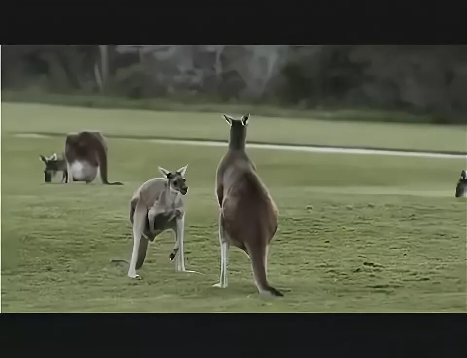 Kangaroo GIF Gfycat