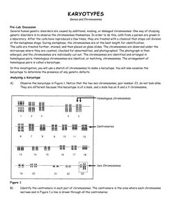 40 karyotype analysis worksheet answers - Worksheet Resource