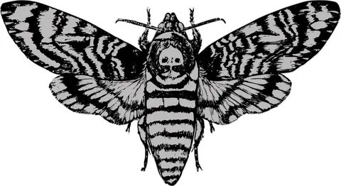 Death's Head Moth on Behance