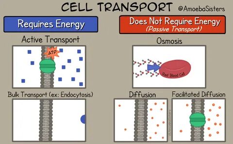 Amoeba Sisters GIFs - Science with The Amoeba Sisters Cell t