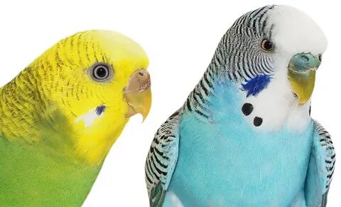 How to Tell Budgie Sexes Apart Varieties and Types Budgies G