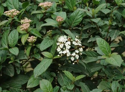 Viburnum tinus - Изображение особи - Плантариум