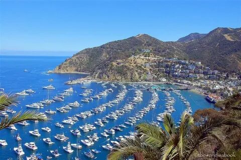 Things to do in Catalina Island With Kids - The World Is A B