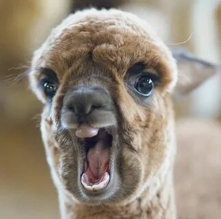 Llama Farm on Instagram: "👍 Wow! Ahhhhhhh 😲 🔹 🔹 🔹 🔹 🔹 Follow
