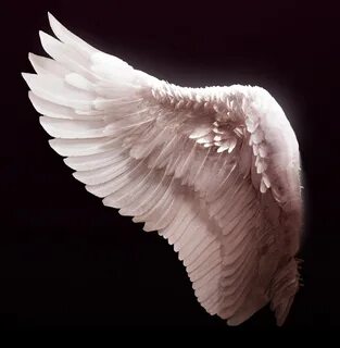 Free photo: Angel wing - Angel, Feathers, White - Free Downl