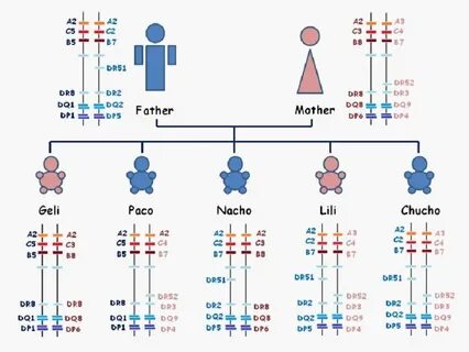 Inheritance rules in the HLA system. Depiction of a family t