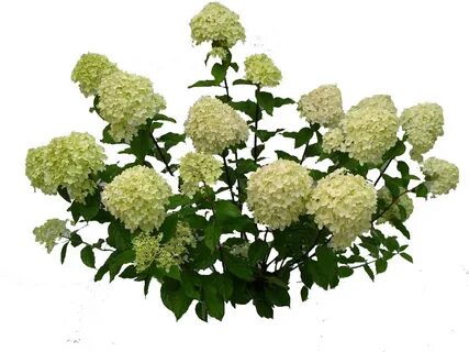 Hydrangea clipart green hydrangea, Hydrangea green hydrangea