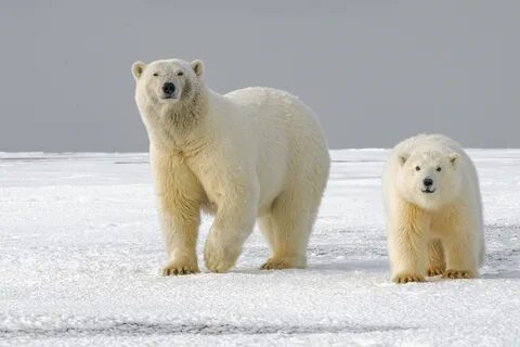 HD desktop wallpaper: Animals, Ice, Snow, Bear, Predator, Si