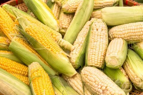 28 Awesome And Interesting Facts About Corn - Tons Of Facts