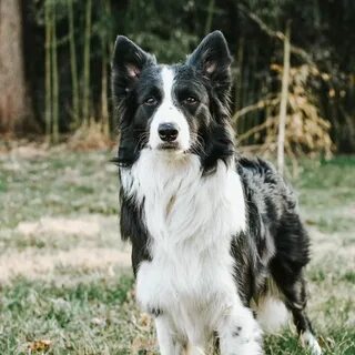 Platinum Border Collies (@platinumbordercollies) — Instagram