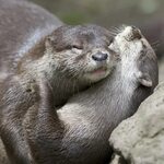 snuggle otter Otters cute, Otters, Baby otters