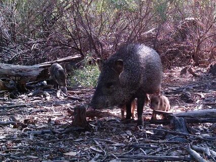 Public Domain Picture javelina with piglets ID: 139682562232