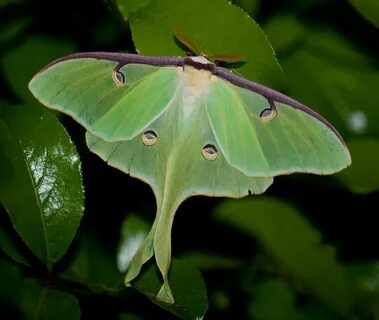 √ luna moth cecropia moth 299554-Is a cecropia moth rare - I