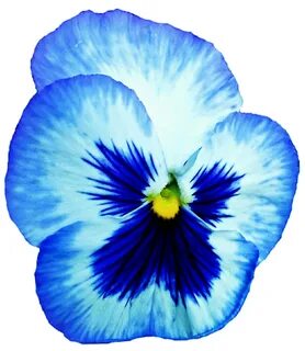 Pansy clipart blue - Pencil and in color pansy clipart blue 