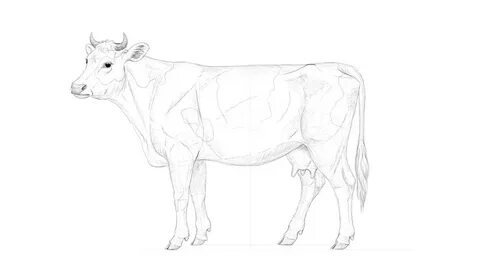 shade the cow Animal art projects, Drawings, Cow sketch