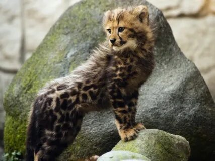 King cheetah cub - Imgur