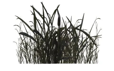 Collection of PNG Swamp. PlusPNG