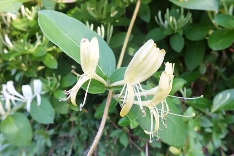 Japanese Honeysuckle: Flower Coloration - The Infinite Spide