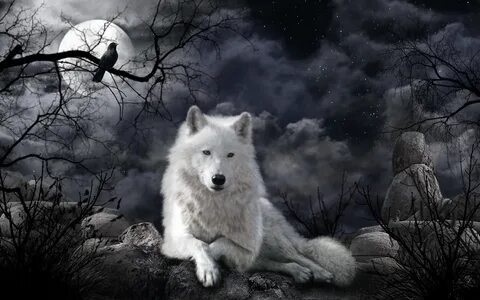 382395 descargar fondo de pantalla animales, lobo, noche, cuervo, lobo blan...