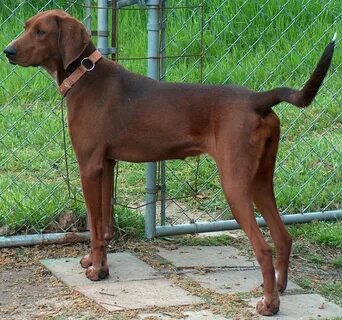 Redbone Coonhound Info, Temperament, Training, Puppies, Pict