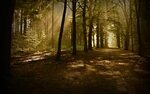 Сумеречный лес (98 фото)
