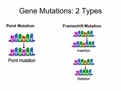 Human Genetic Mutations. 2 Main Types of Mutations 1.) Chrom