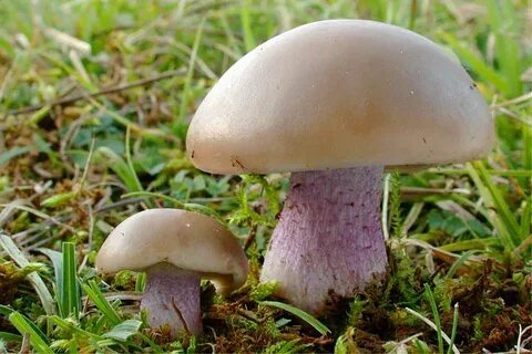 Giftige Pilze / Pilze Sammeln So Erkennen Sie Giftige Pilze 