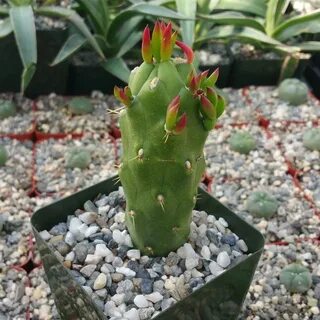 Opuntia subulata monstrose Cactus Cacti Succulent Real Live 