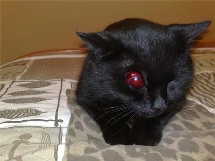 У котенка гноятся глаза: чем лечить в домашних условиях, кор