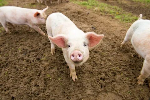 Britain faces a bacon shortage as pig processing plant suspe