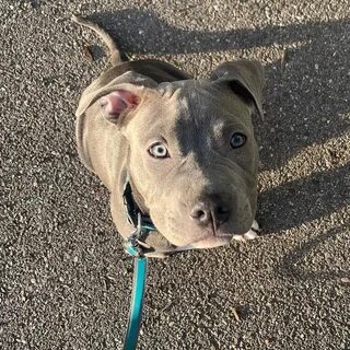 #amstaff #blueline #pitbull #dogsofinstagram #terrier #liste