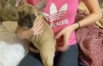VIDEO) 4-Month-Old French Bulldog is Getting a Nice Back Scr