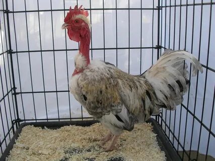 Turken Chicken - Bird Breeds Central