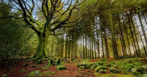 Vídeo: Europa en cinco bosques otoñales