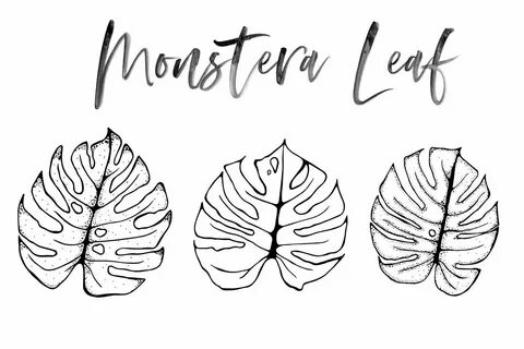 How To Draw A Monstera Leaf - Enter-norton