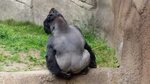 Gorilla makes Poop Great Again. - YouTube