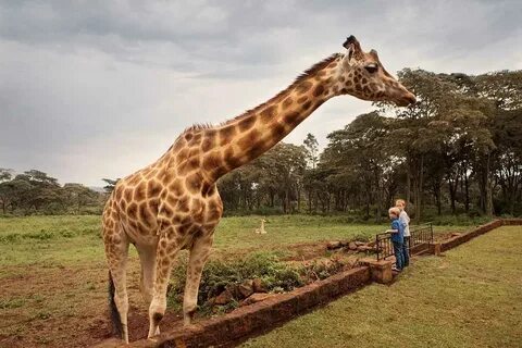 Обед с жирафами