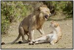 Stormy Love Affair! Lions have very high copulation rates.. 