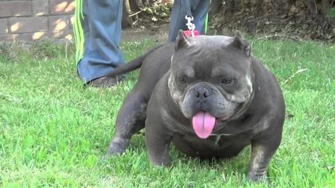 MICRO EXOTIC BULLY MINI MOUSE FROM BLUE LEGACY EXOTIC BULLIE